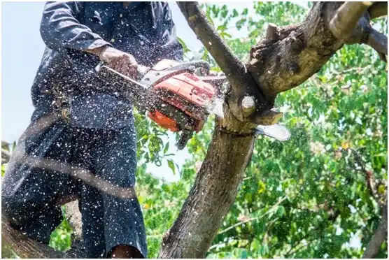 tree services Summit Hill